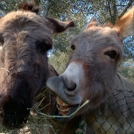 Casa Rossana Vakantiehuis