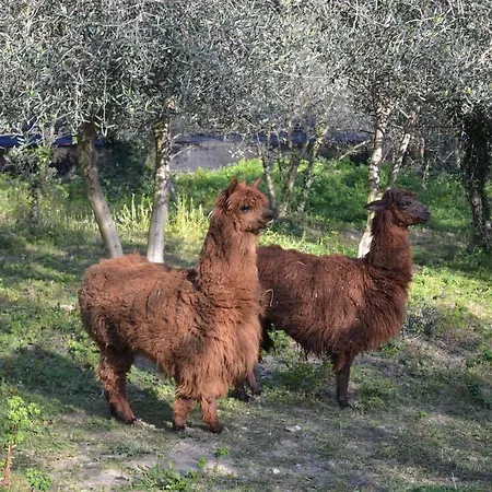 Casa de Férias Casa Rossana *