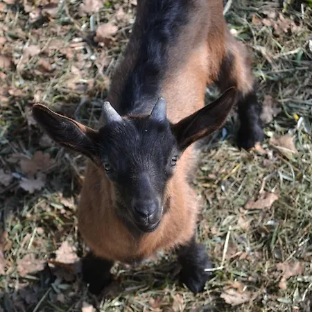 Casa Rossana Tatil Evi *